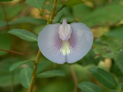 Flower 3.JPG