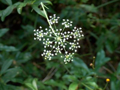 Flower 4.JPG