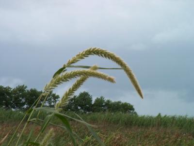 Grass.JPG
