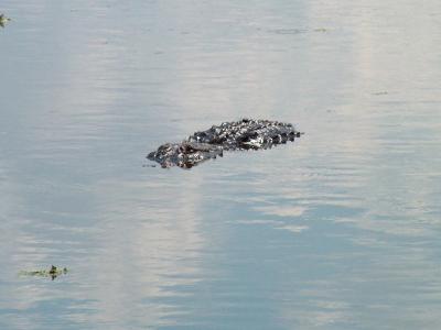 Large Alligator.JPG