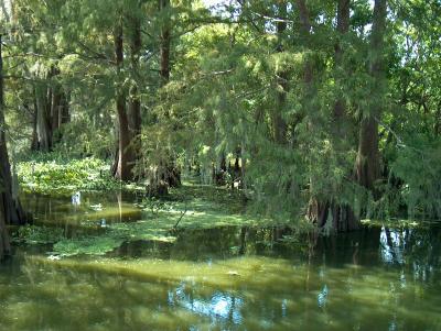 u33/rickwick/medium/21415752.SwampContrasts.jpg