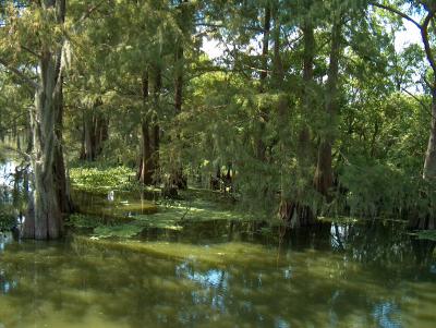 Swamp Scene.JPG