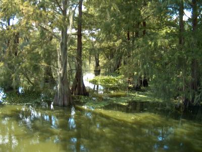 Swamp Scene 2.JPG