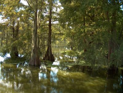 Swamp Scene 3.JPG