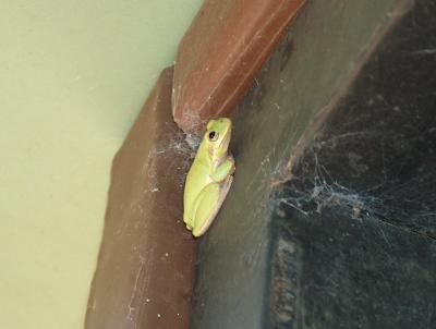 u33/rickwick/medium/21440067.TreeFrog.jpg