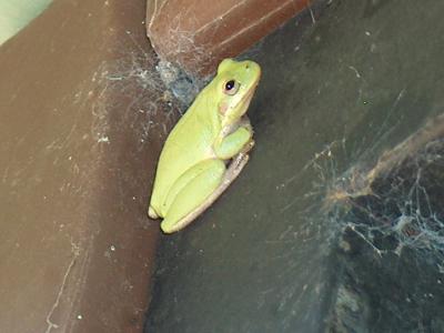u33/rickwick/medium/21440105.TreeFrog2.jpg