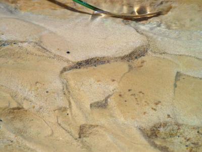 Sandy Creekbottom.JPG