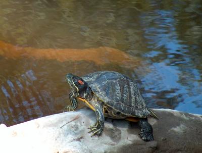 Turtle.JPG