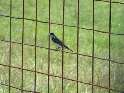 Kingbird.JPG