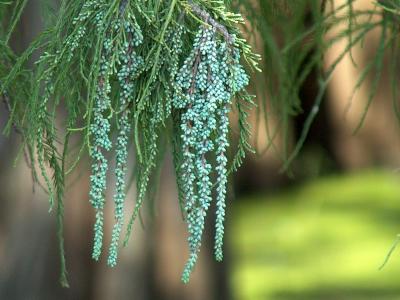 u33/rickwick/medium/21440389.TreeBlooms.jpg