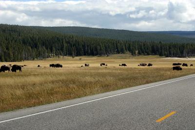 Where the Buffalo Roam.jpg