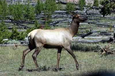 Fem Elk.jpg