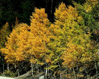 Shimmering Aspens.jpg