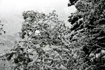 Snowy Flora.jpg