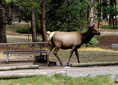 One Lady Elk.jpg