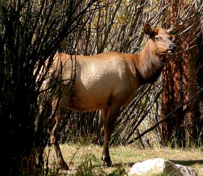Another Lady Elk.jpg