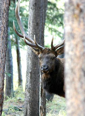 Elk Head.jpg