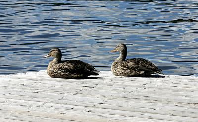 Sunning Ducks.jpg