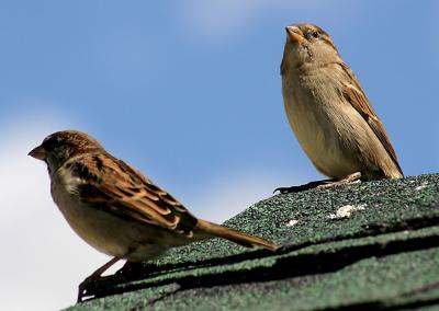 Rooftop Singers.jpg