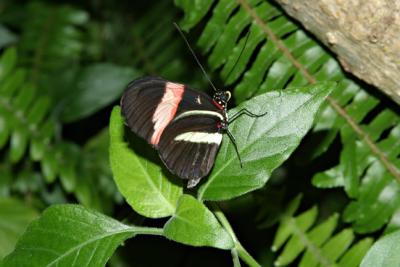 Butterfly Habitat 2