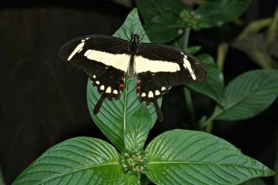 Butterfly Habitat 3