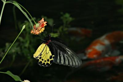 Butterfly Habitat 5