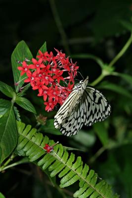 Butterfly Habitat 6