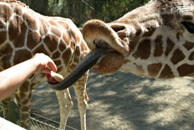 Giraffe Feeding 2