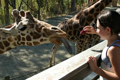 Giraffe Feeding 3