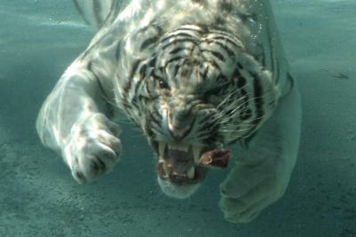Diving Tiger 3