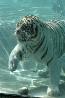 Diving Tiger 2