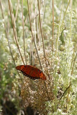 Garden butterfly