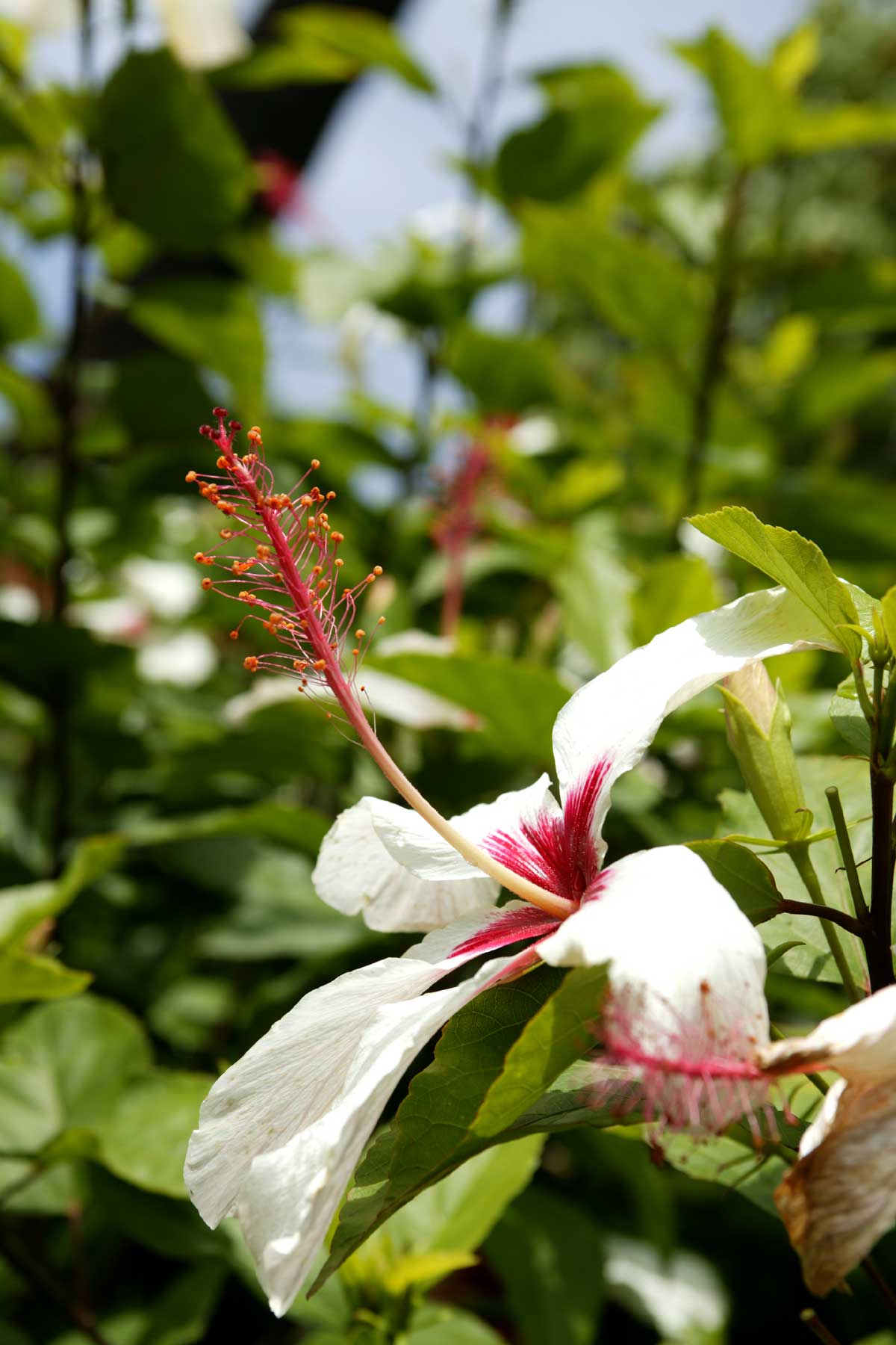 White Hibiscus