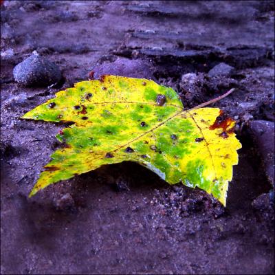 Leaf in Mud