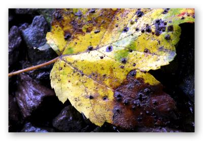 Gold Leaf in Mud