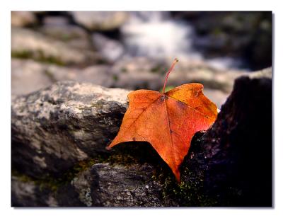 Bash Bish Leaf