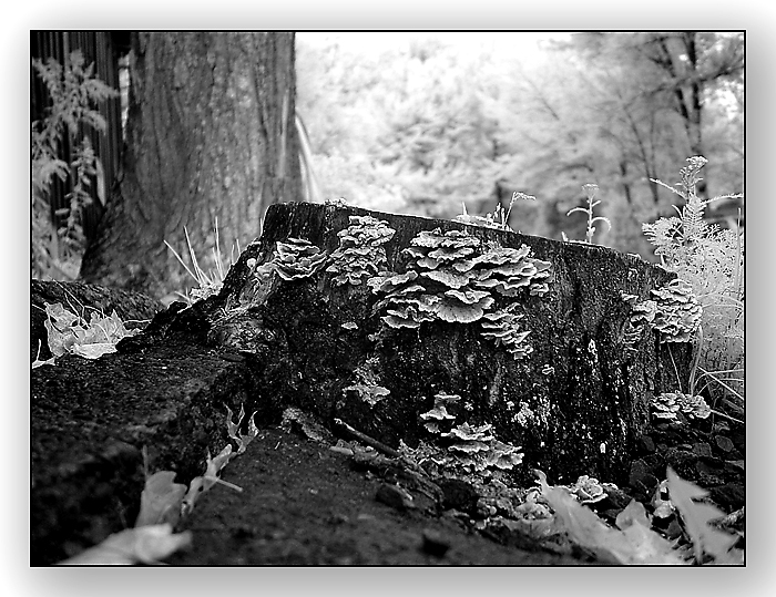 IR Stump
