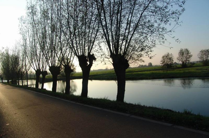 Row of willows