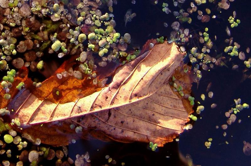 Leaf in water