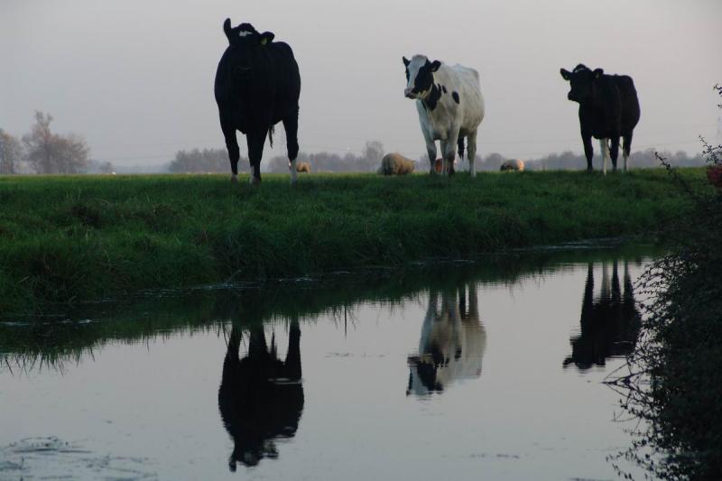 Three cows looking at me