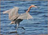 Reddish Egret  Feeding4