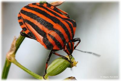 Graphosoma lineatum