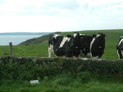 Boy, these cows have a GREAT view!