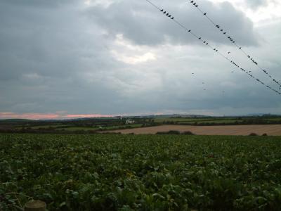 Song birds flocking to the view across the farmlands