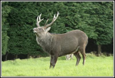 Deer in the Dublin Mountains