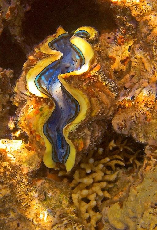 The maxima clam