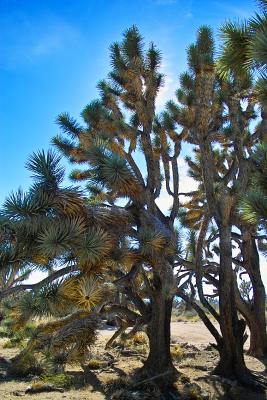 IMG00650.jpg Joshua Tree Park