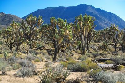 IMG00654.jpg Joshua Tree Park, Gr Canyon area