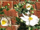 Clematis by circa 1780s house brick wall More 2003 photos, click next image