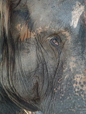 Elephant front